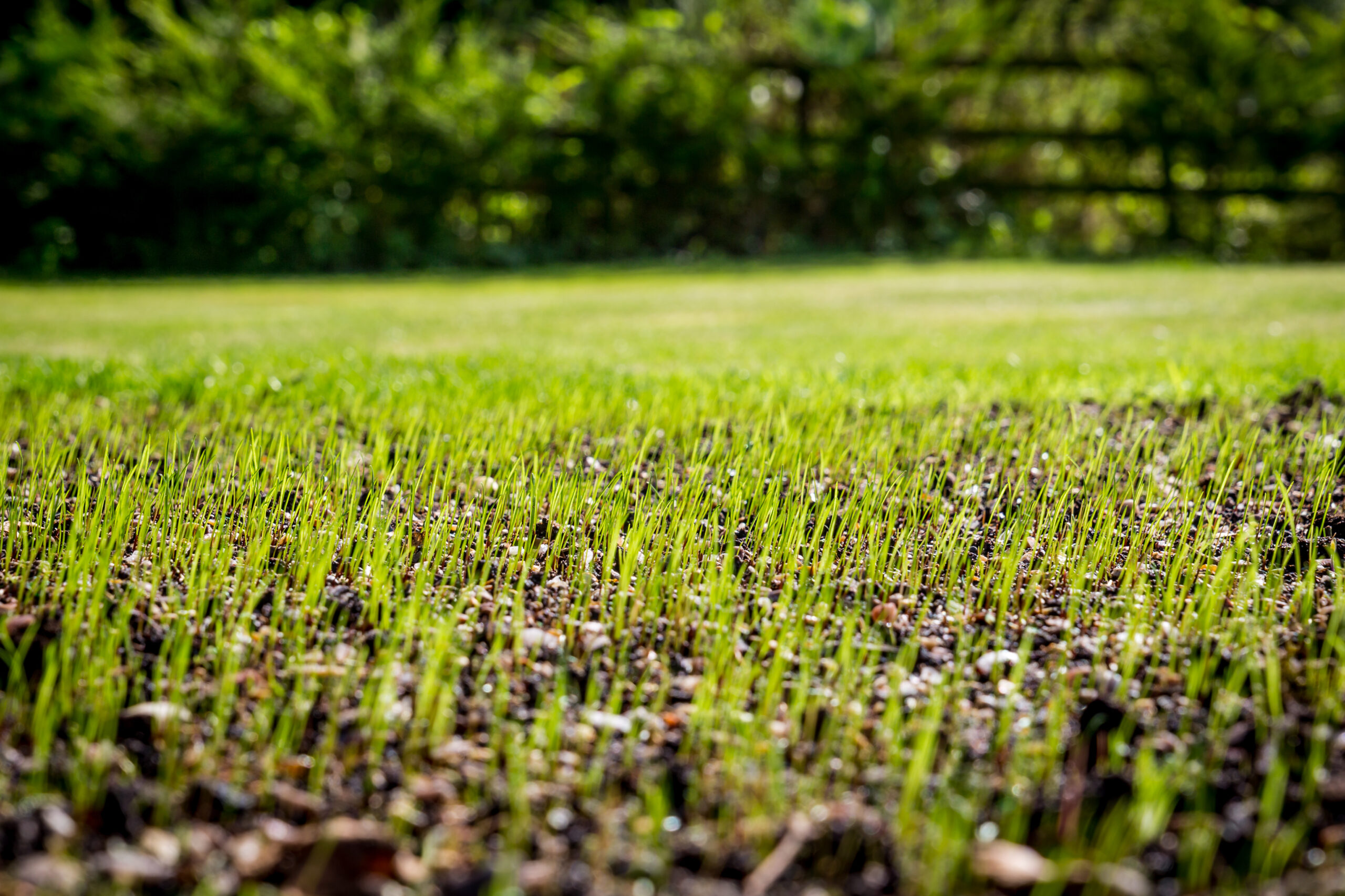 Sowing lawns made easy