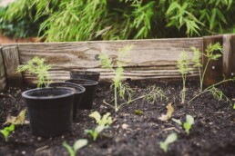 Raised bed planting smart to plan measurement