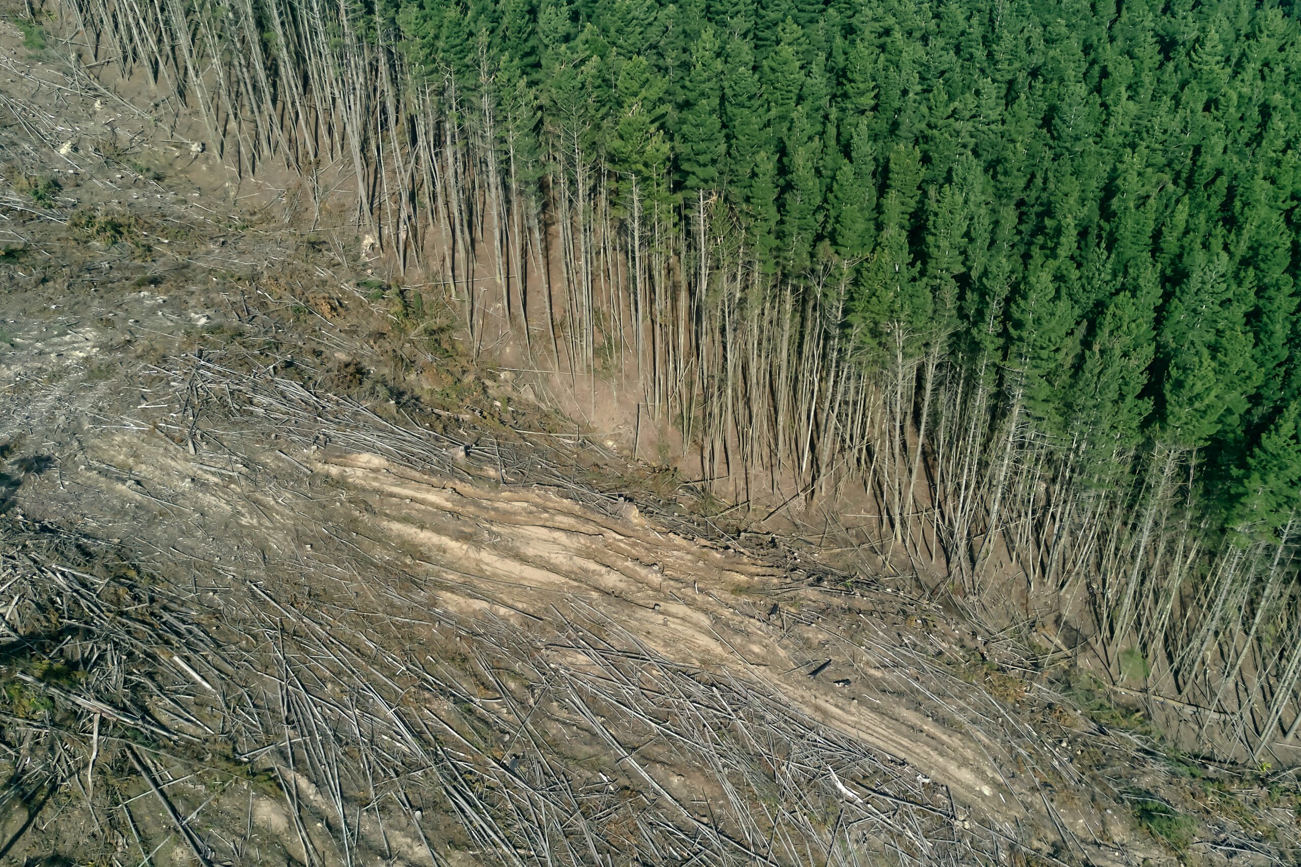 Deforestation paper production - smart to plan paper conservation and climate protection